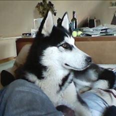 Siberian husky Sheeba *R.I.P*