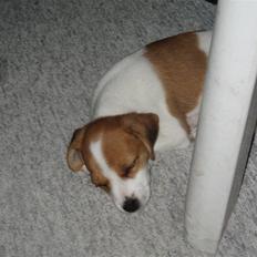 Jack russell terrier Tess