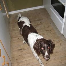 Kleiner münsterländer tjiggo