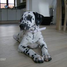 Dalmatiner Bella (potte)