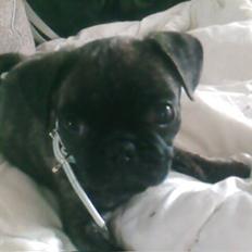 Blanding af racer Rocky 