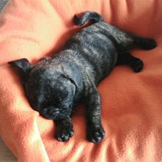 Blanding af racer Rocky 