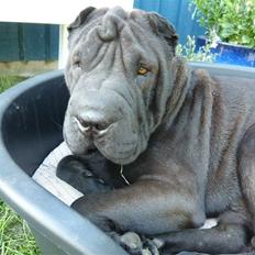 Shar pei sharon