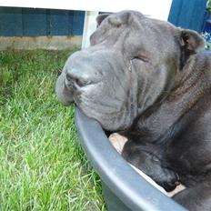 Shar pei sharon