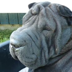 Shar pei sharon