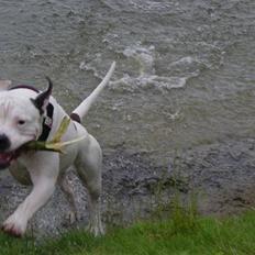 Amerikansk bulldog congo