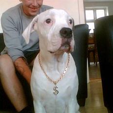 Amerikansk bulldog congo