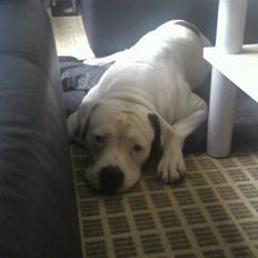 Amerikansk bulldog congo