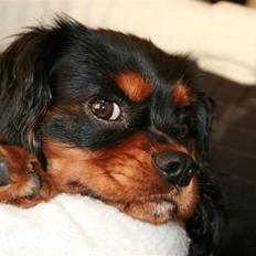 Cavalier king charles spaniel Freddie