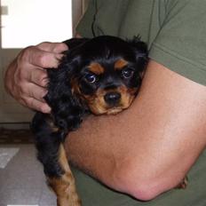 Cavalier king charles spaniel Freddie
