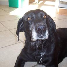 Labrador retriever Dolly *RIP* <3