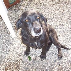 Labrador retriever Dolly *RIP* <3