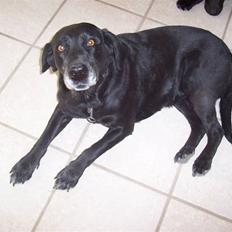 Labrador retriever Dolly *RIP* <3