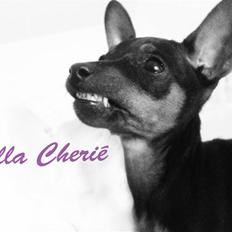 Dvaergpinscher Bella Cherié