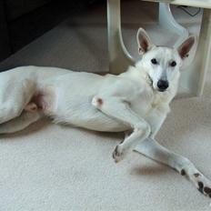 Hvid schæfer Dexter