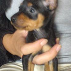 Dvaergpinscher Bella Cherié