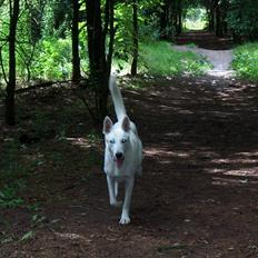 Hvid schæfer Dexter