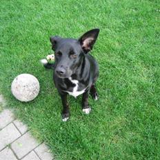 Blanding af racer Anton