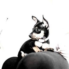 Dvaergpinscher Bella Cherié