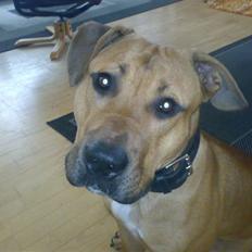 Blanding af racer alf