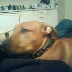 Blanding af racer alf