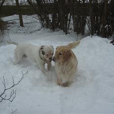 Amerikansk bulldog Østergaard's Frank Zappa