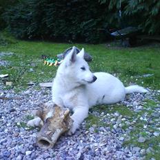 Blanding af racer Sika greenie