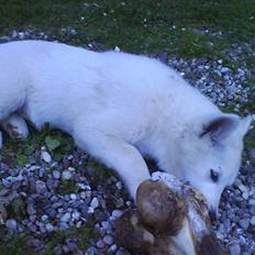 Blanding af racer Sika greenie