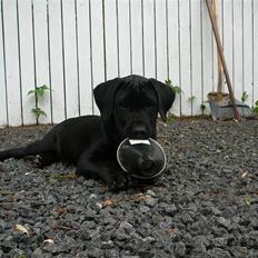 Labrador retriever Tico