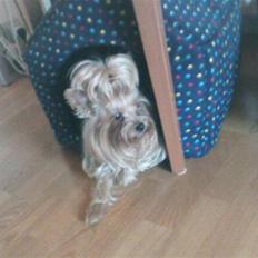 Yorkshire terrier Yasmin