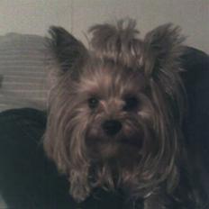 Yorkshire terrier Yasmin
