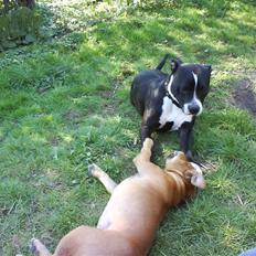 Amerikansk staffordshire terrier Oskar