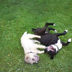 Amerikansk staffordshire terrier Oskar