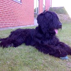 Briard Zita