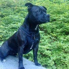 Staffordshire bull terrier Tezza