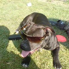 Staffordshire bull terrier Tezza