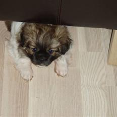 Tibetansk spaniel Nutsie