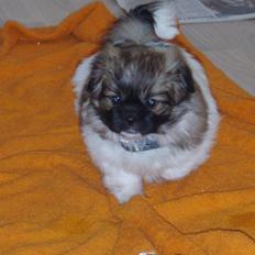 Tibetansk spaniel Nutsie