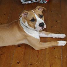 Amerikansk staffordshire terrier Baby R.I.P * Beverfis