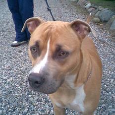 Amerikansk staffordshire terrier amstaff-Fighter