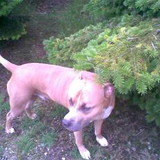 Amerikansk staffordshire terrier amstaff-Fighter