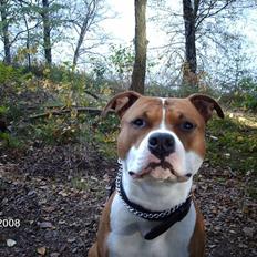 Amerikansk staffordshire terrier *R.I.P* min elskede Zeus (2011)