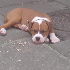 Amerikansk staffordshire terrier *R.I.P* min elskede Zeus (2011)