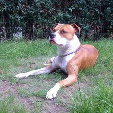 Amerikansk staffordshire terrier *R.I.P* min elskede Zeus (2011)