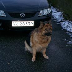 Schæferhund Tiki Død D. 24/06/09