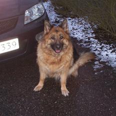 Schæferhund Tiki Død D. 24/06/09