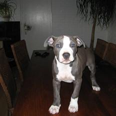 Amerikansk staffordshire terrier Zorro