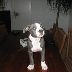 Amerikansk staffordshire terrier Zorro