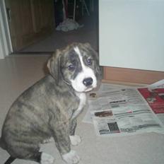 Blanding af racer Diesel