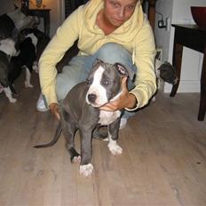 Amerikansk staffordshire terrier Zorro